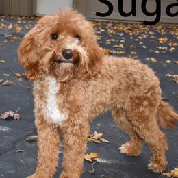 Sugar - Goldendoodle