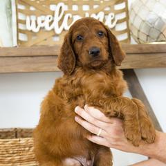 Goldendoodle, Irish Doodle, Labradoodle, and Poodle Puppies from Desert Doodles