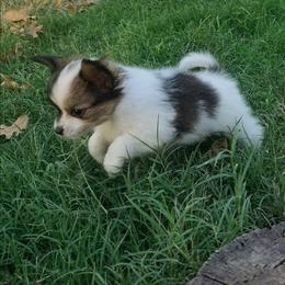 Napoleon (Nippers) - White and sable male Papillon puppy in Mountain Home, Arkansas from King's Papillons