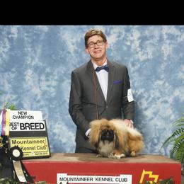 Brad - Pekingese