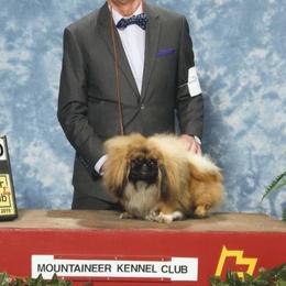 Brad - Pekingese