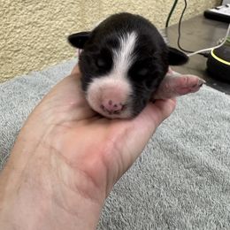 Belle - Black and white female Border Collie puppy in Comanche, Texas from Circle R Sidney
