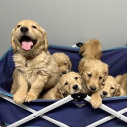 Golden Retriever Puppies from Renko Kennel