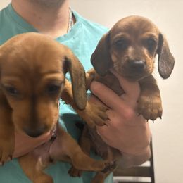 Dachshund Puppies from Waddell Weenies