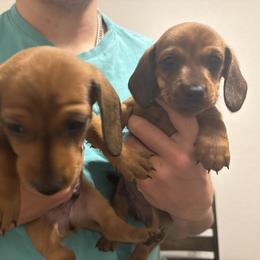 Dachshund Puppies from Waddell Weenies