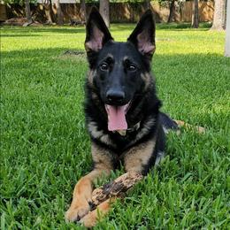 Rita - German Shepherd