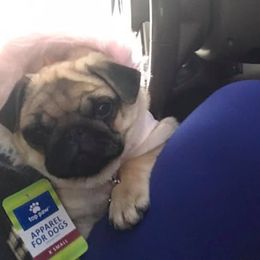 Stella - Pug