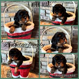 Green - Black and tan male Cavalier King Charles Spaniel puppy in Greenleaf, Wisconsin from Ledgetop Family Cavaliers