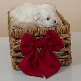 Maltese Puppies from Royal Korean Maltese