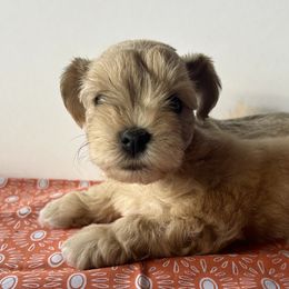 Miniature Schnauzers and Poodles from LR&R Dog Co.