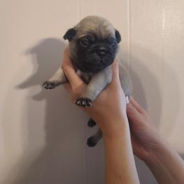 Boy 2 - Fawn male Pug puppy in Carbon Hill, Alabama from Gleaton's Pugs