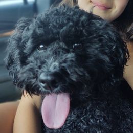Roxie - Cavapoo