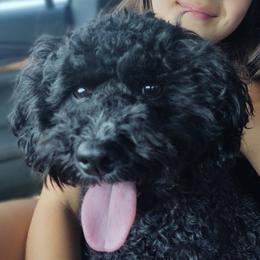 Roxie - Cavapoo
