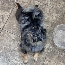Chip - Pomeranian