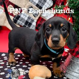 Miss Juliette - Black and tan female Dachshund puppy in Ben Wheeler, Texas from P&P Dachshunds