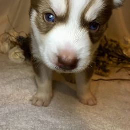 Siberian Husky Puppies from Blue Moon Siberian Husky Haven