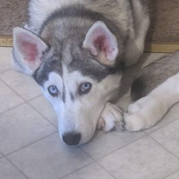 Siberian Husky All Grown Up from Snowangel  Huskies