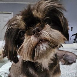 Aimee - Shih Tzu