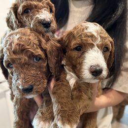 Poodles from Quintero Poodles