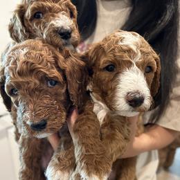 Poodles from Quintero Poodles