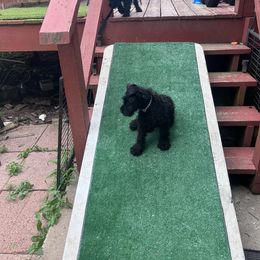 Kerry Blue Terrier Puppies from Eirebear Kerry Blue Terriers