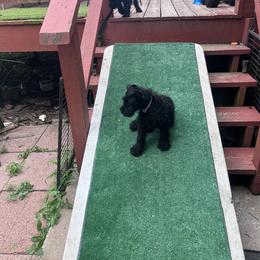 Kerry Blue Terrier Puppies from Eirebear Kerry Blue Terriers