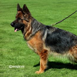 Cira - German Shepherd