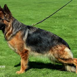 Cira - German Shepherd