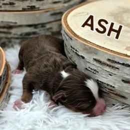 ASH - Red merle male Toy Australian Shepherd puppy in Viking, Minnesota from Son Shine Farm