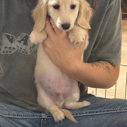 Ducky - AKC - 2750 - Cream male Dachshund puppy in Shawnee, Oklahoma from Magic Eagle Miniature Dachshunds