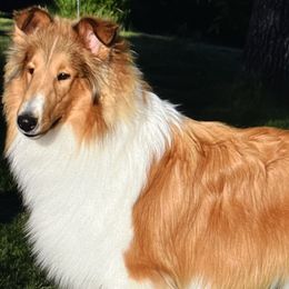 Collies from Midnight MoonSong Farm