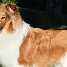 Collies from Midnight MoonSong Farm