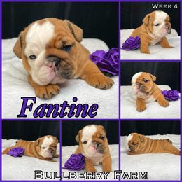 Bulldog Puppies from Bullberry Farm