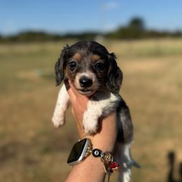 Fern - Piebald female Dachshund puppy in Durant, Oklahoma from Big Creek Mini Dachshund