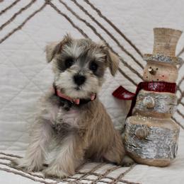 Miniature Schnauzer Puppies from Schnauzers on Robinson Lane