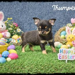 Thumper - Black and tan male Chihuahua puppy in Demorest, Georgia from Sourpatch Chihuahuas