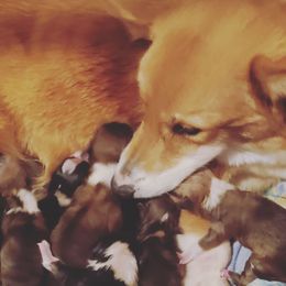 Yavanna - Pembroke Welsh Corgi