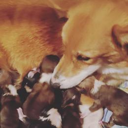 Yavanna - Pembroke Welsh Corgi