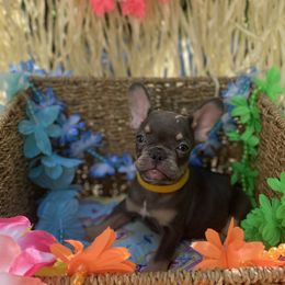 Daisy - Tricolors French Bulldog puppy in Rhode Island from Heaven Sent Frenchies