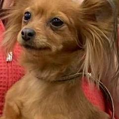 Miniature Pinschers and Russian Toys from Sun Run