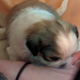 Shih Tzu Puppies from We Shih Tzu Not!