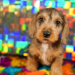 American Corgi, Dachshund, and Pembroke Welsh Corgi Puppies from Shining A Lowriders & Co.