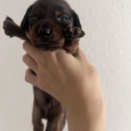 Bean - Brindle male Dachshund puppy in Conroe, Texas from R&K Dachshunds