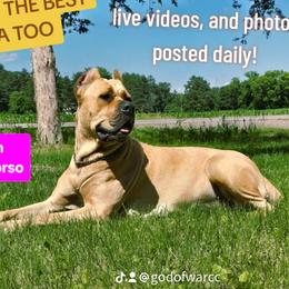 Karen - Cane Corso