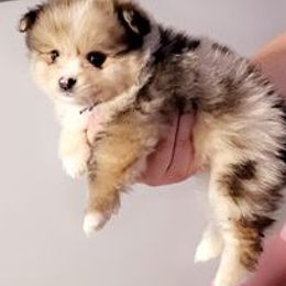 Pomeranians from Enchanted Poms