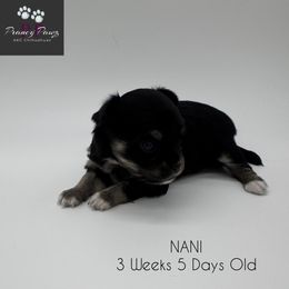 AKC Nani - Black and tan female Chihuahua puppy in Columbus, Nebraska from Prancy Pawz