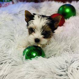 Biewer Terrier Puppies from Magical Biewers
