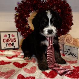 Prince - Tri-color male Bernedoodle puppy in Gilbert, Arizona from The Berne Barn... it’s a Doodle thing!