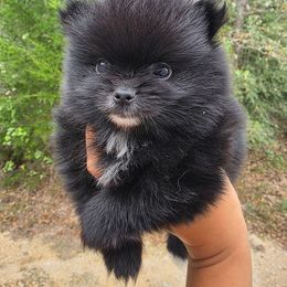 Lisa Cuddy - Black female Pomeranian puppy in Smithville, Texas from Lafary Poms
