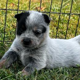 Orange Collar Boy 5 - Blue male Australian Cattle Dog puppy in Irvington, Kentucky from Dry Valley’s Australian Cattle Dogs
